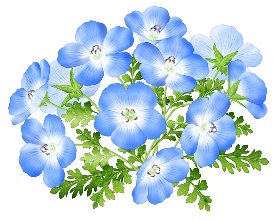 ネモヒラの花